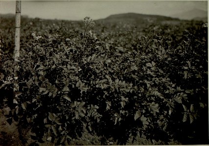 Thon Theinach beu Klagenfurth. Kartoffelstand zu Beginn des Monates August Gewächshöhe 60 cm. Aufgenommen am 21. Juli 1916. (BildID 15479971)