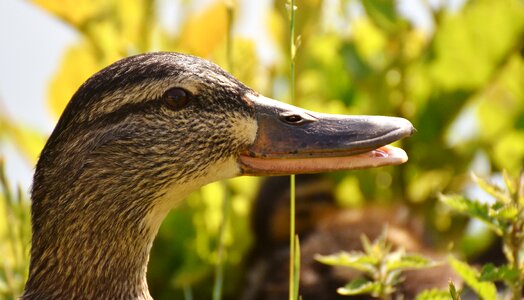 Water bird duck bird nature photo