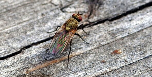 Macro close up flight insect photo