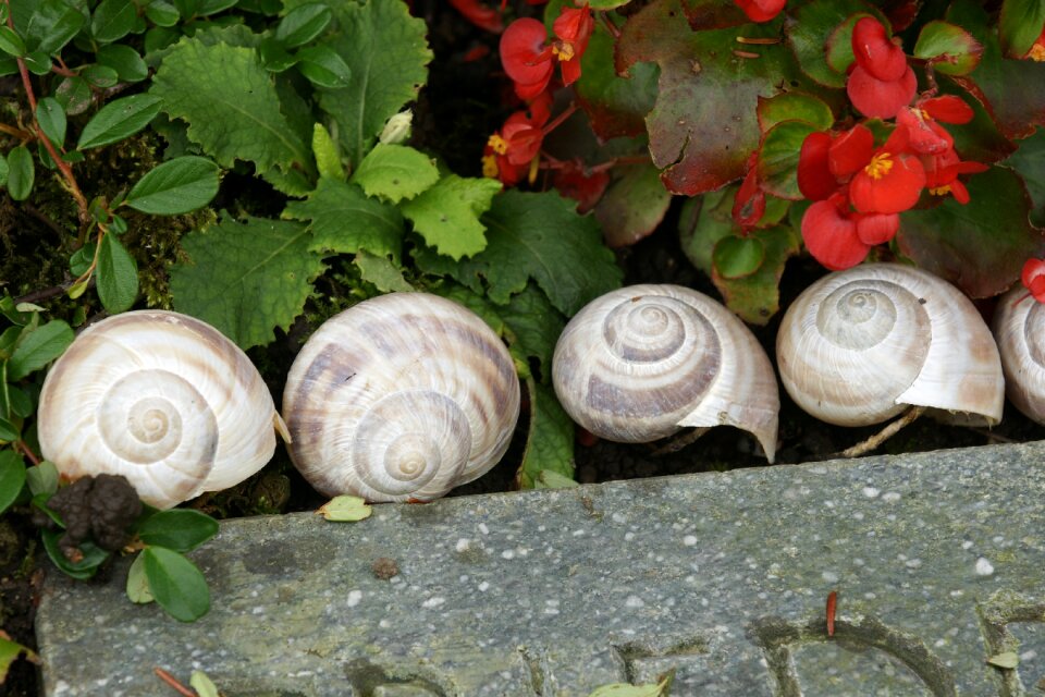 Group snail shell garden snail