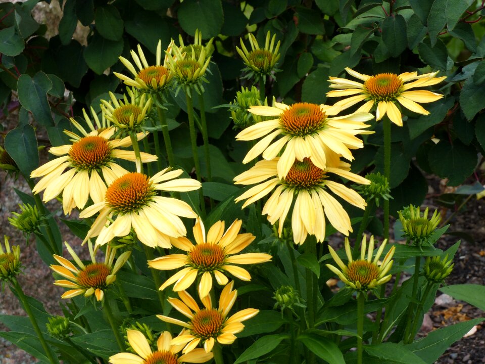 Summer buds foliage