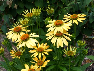 Summer buds foliage
