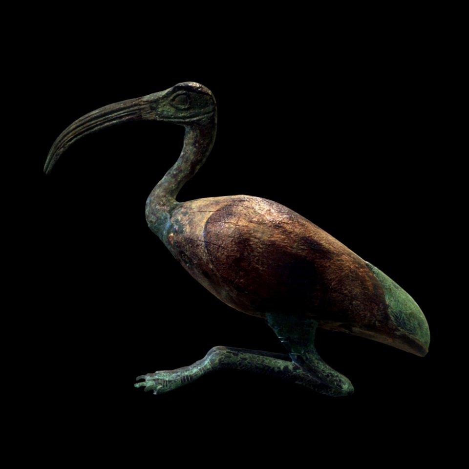 Thot ibis-A 2004-93-IMG 6616-black