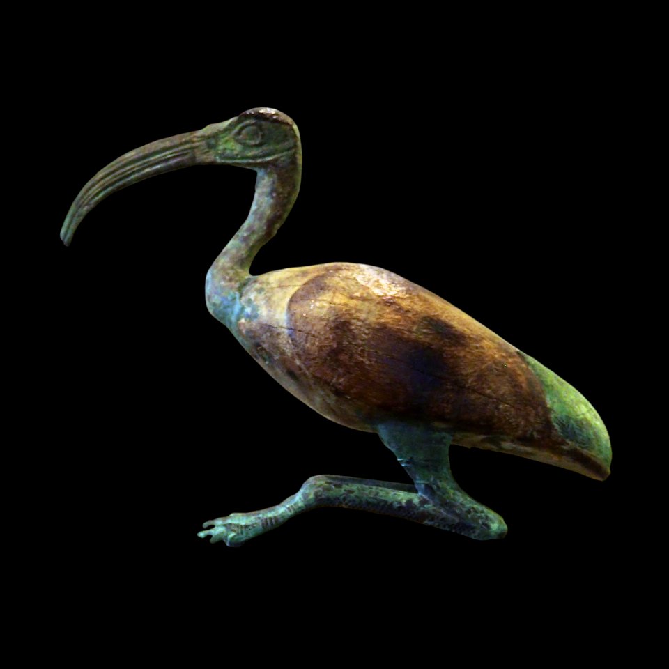 Thot ibis-A 2004-93-P8050314-black