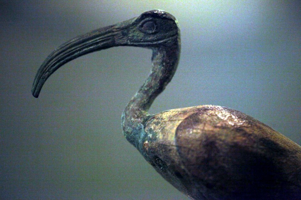Thot ibis-A 2004-93-IMG 0902