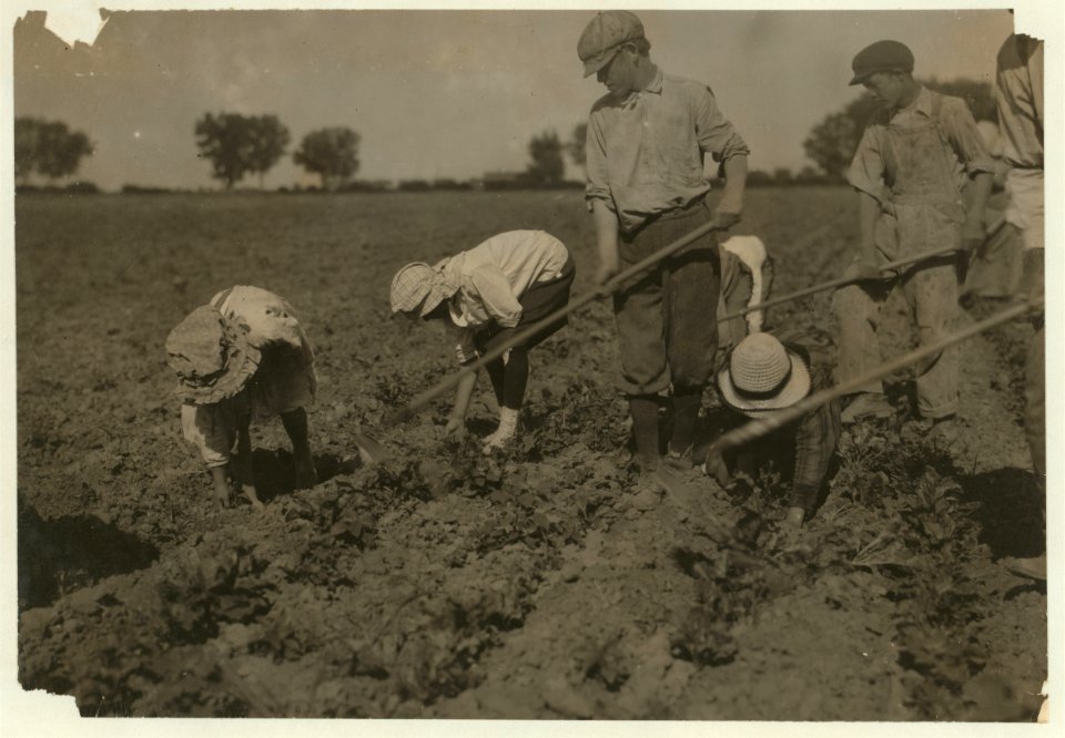 Three adults and six children from seven years to twelve years hard at work on a sugar beet farm near Greeley Colorado. The father said- 'The children can thin the beets better than grown LOC nclc.00254