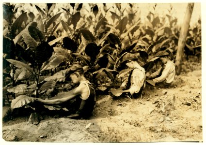 Three boys, one of 13 yrs., two of 14 yrs., picking shade-grown tobacco on Hackett farm. The 'first picking' necessitates a sitting posture. LOC cph.3a20273