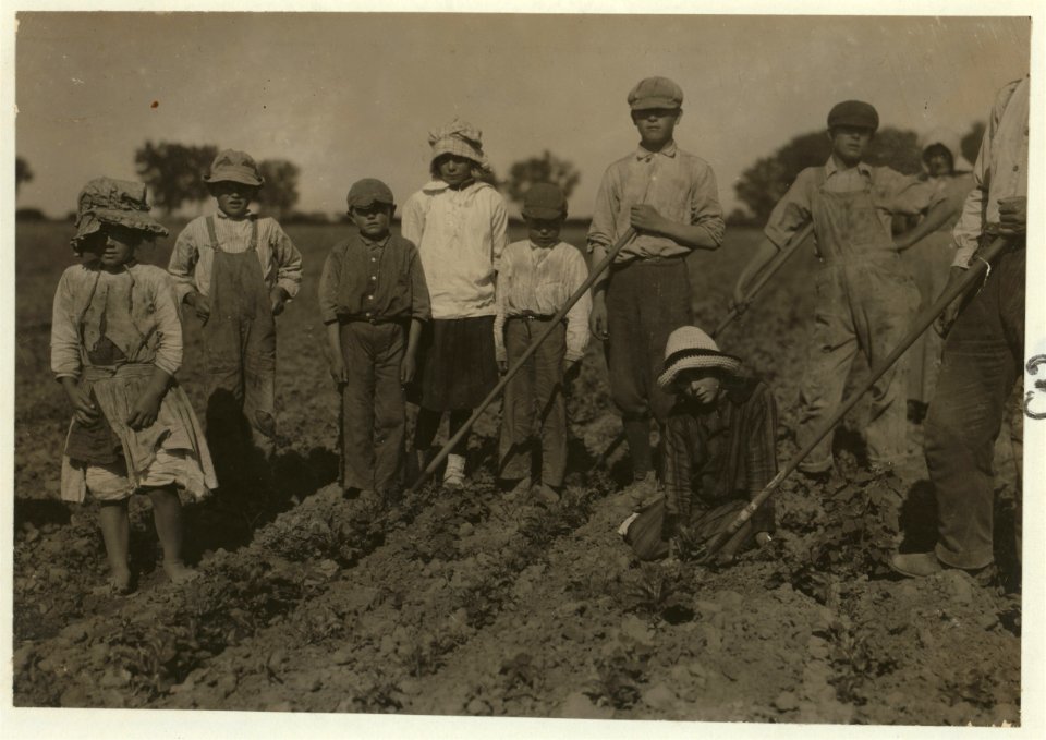 Three adults and six children from seven years to twelve years hard at work on a sugar beet farm near Greeley Colorado. The father said- 'The children can thin the beets better than grown LOC nclc.00255