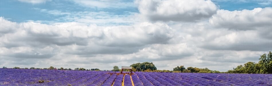 Purple violet natural photo