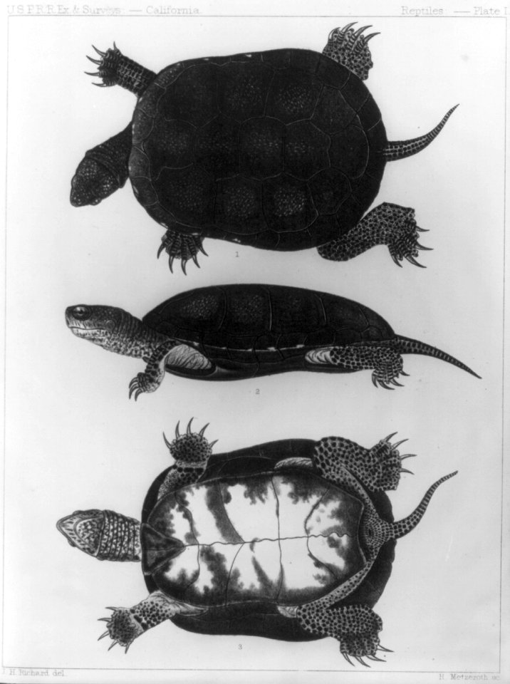 Three figures of a turtle - bottom view, side view and upper view LCCN2004674692