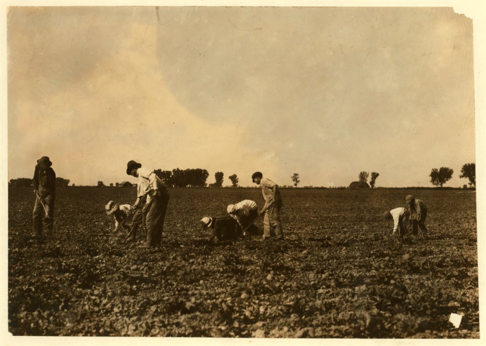Three adults and six children from seven years to twelve years hard at work on a sugar beet farm near Greeley Colorado. The father said- 'The children can thin the beets better than grown LOC nclc.00256