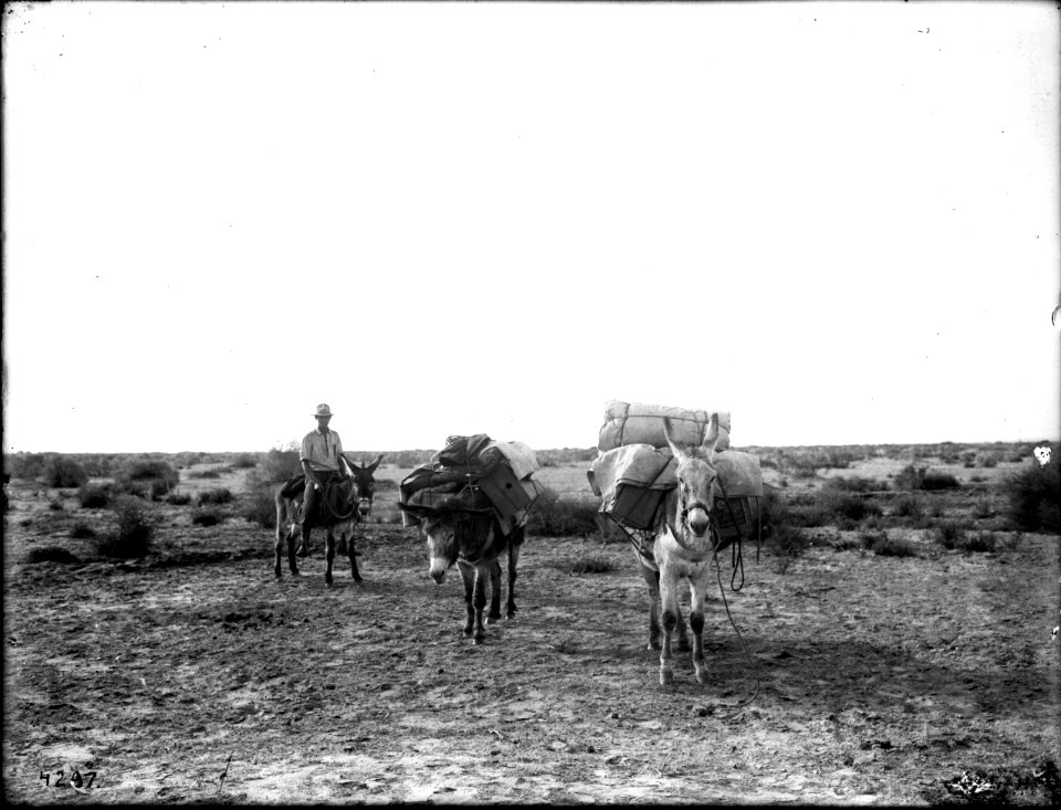 Three burros used on George Wharton James' and Carl Eytel's Colorado desert trip, showing Van Buskirk ca.1900 (CHS-4297)