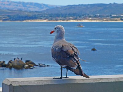 Bird sky seashore