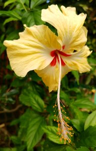 Yellow plants floral