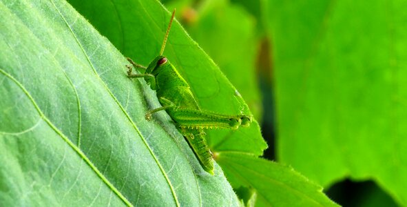 Plant insect environment