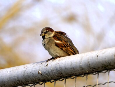 Ave sparrow wall