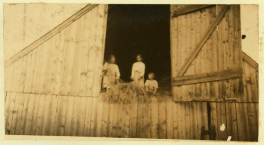 Three Saunders children, nine, eleven, and thirteen years old, mowing away the grain. See Hine Report, Rural Child Labor, August 1915. LOC nclc.00308