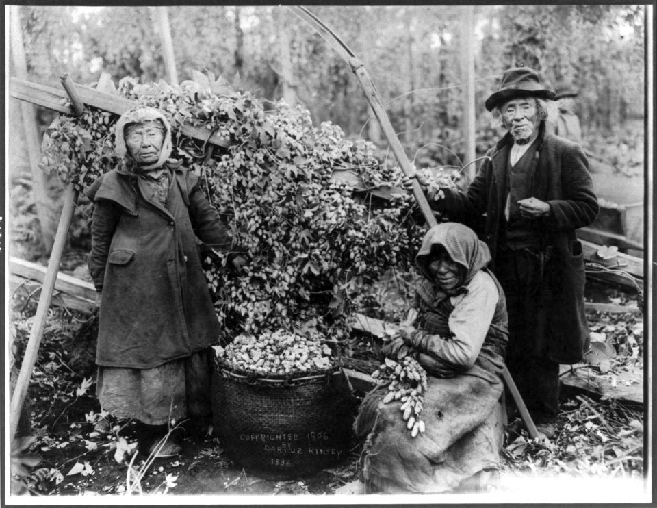 Three Siwash Indian hop pickers posed with hops, Snoqualmie, Washington LCCN2004667550