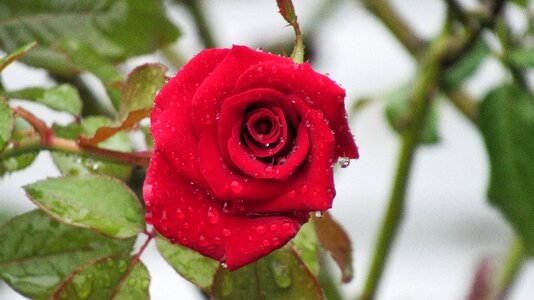 Nature love romance