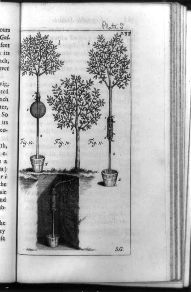 Three trees undergoing plant physiology experiments, including demonstration that suction of roots can overcome the force of gravity) - S.G LCCN92516696