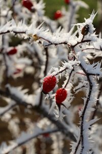Frost shrubs rose hip photo