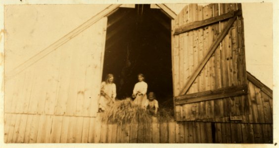 Three Saunders children, nine, eleven, and thirteen years old, mowing away the grain. See Hine Report, Rural Child Labor, August 1915. LOC nclc.00310