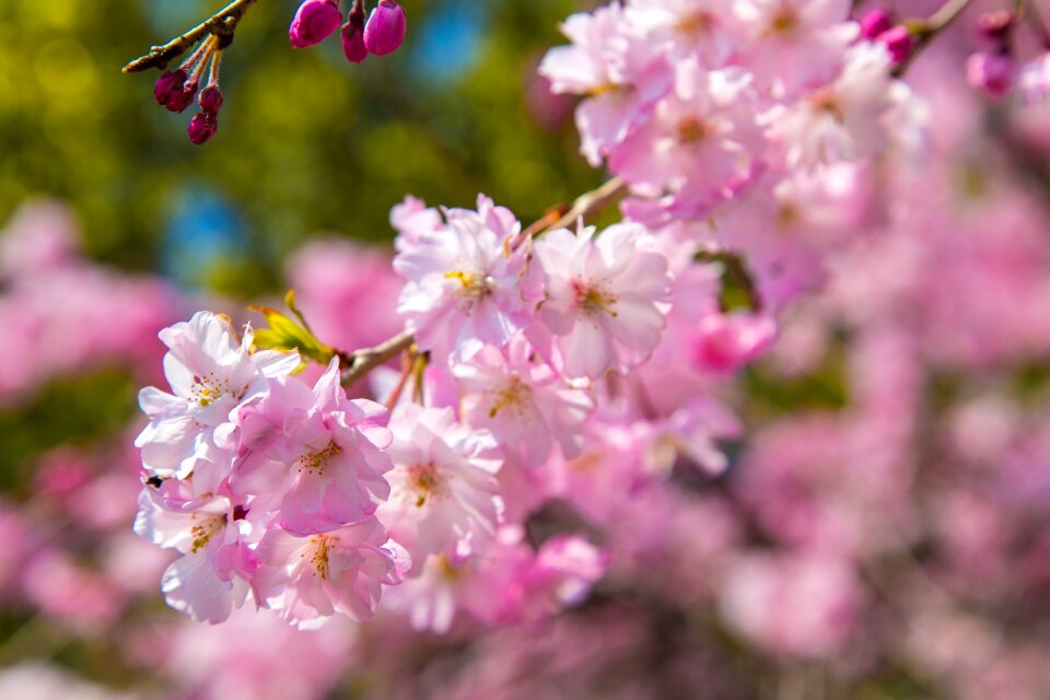 Plant natural petal