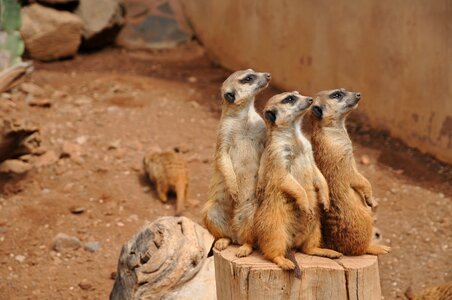 The national park zoo animal