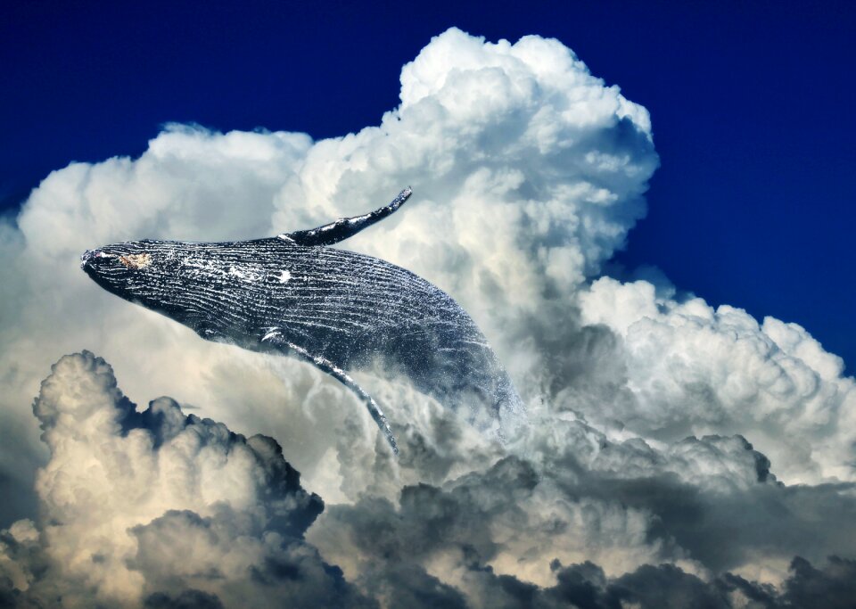 Humpback whale fin whale ocean