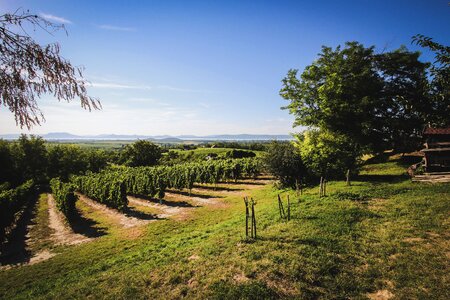 Wine region grape hungary