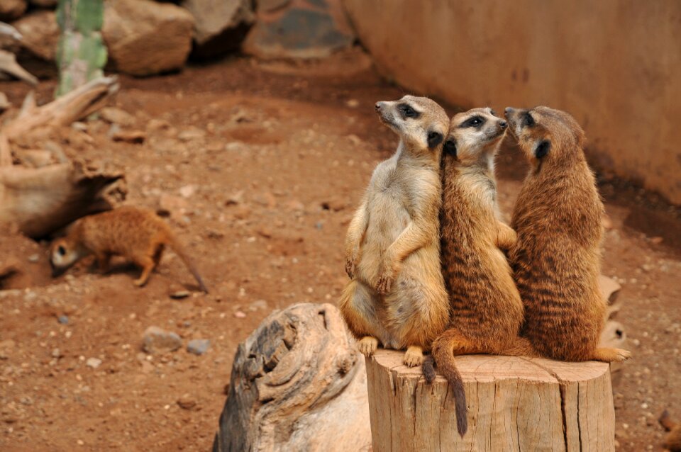 Park zoo animal portrait