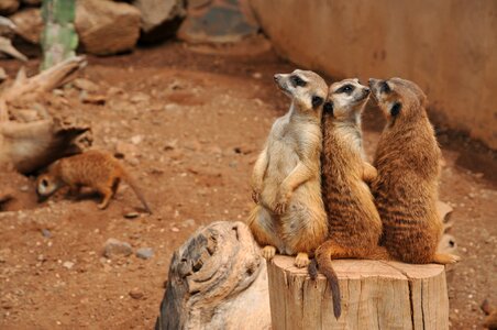 Park zoo animal portrait