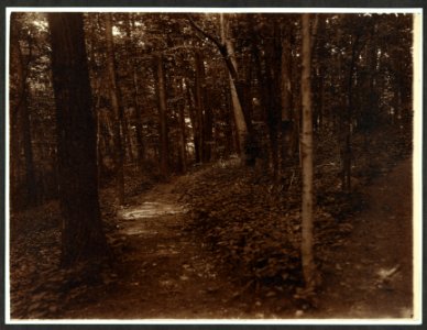 Thro' the woods, Sagamore Hill LCCN2009633600