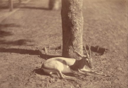 Théodule Devéria (French - (Gazelle Lying Down Against a Tree) - Google Art Project