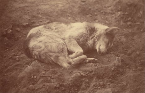 Théodule Devéria (French - (Sleeping Dog) - Google Art Project photo