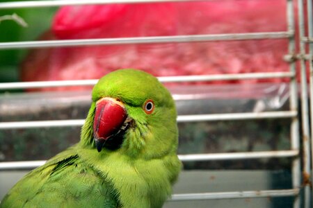 Indian ringed parrot bird animals photo