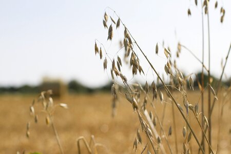 Farm agriculture rural photo