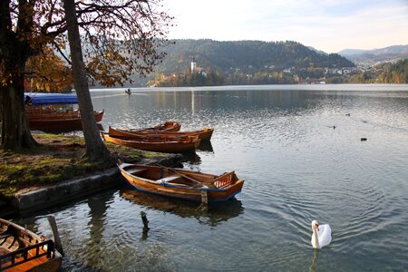 Nature travel swan