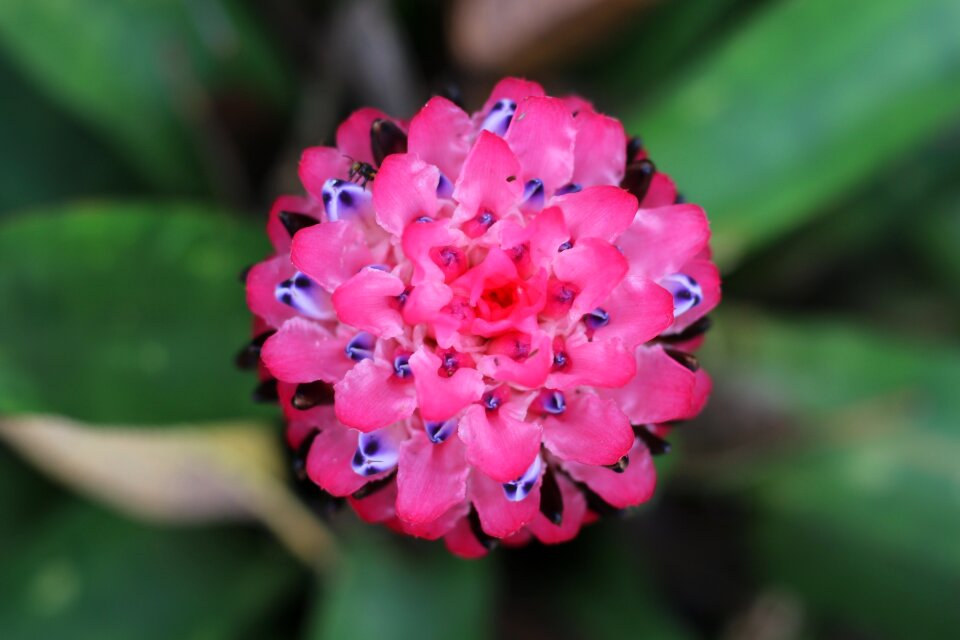 Bromeliad flower of bromeliad pink flower