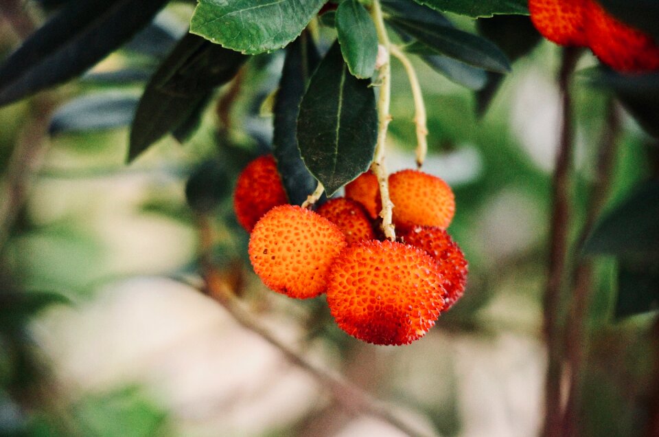 Autumn fruit red nature