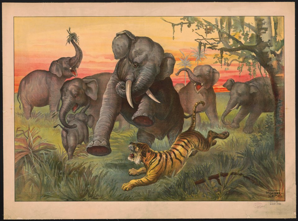 Tiger attacking herd of wild elephants LCCN2018647602