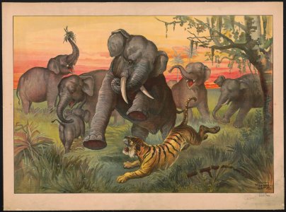 Tiger attacking herd of wild elephants LCCN2018647602