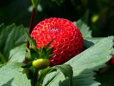 Red summer garden