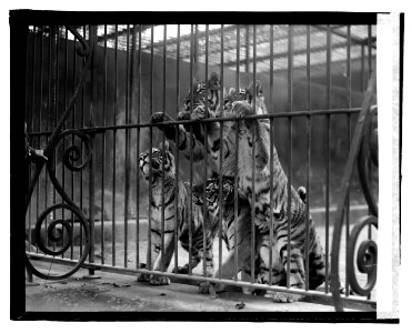 Tiger cubs LOC npcc.07045