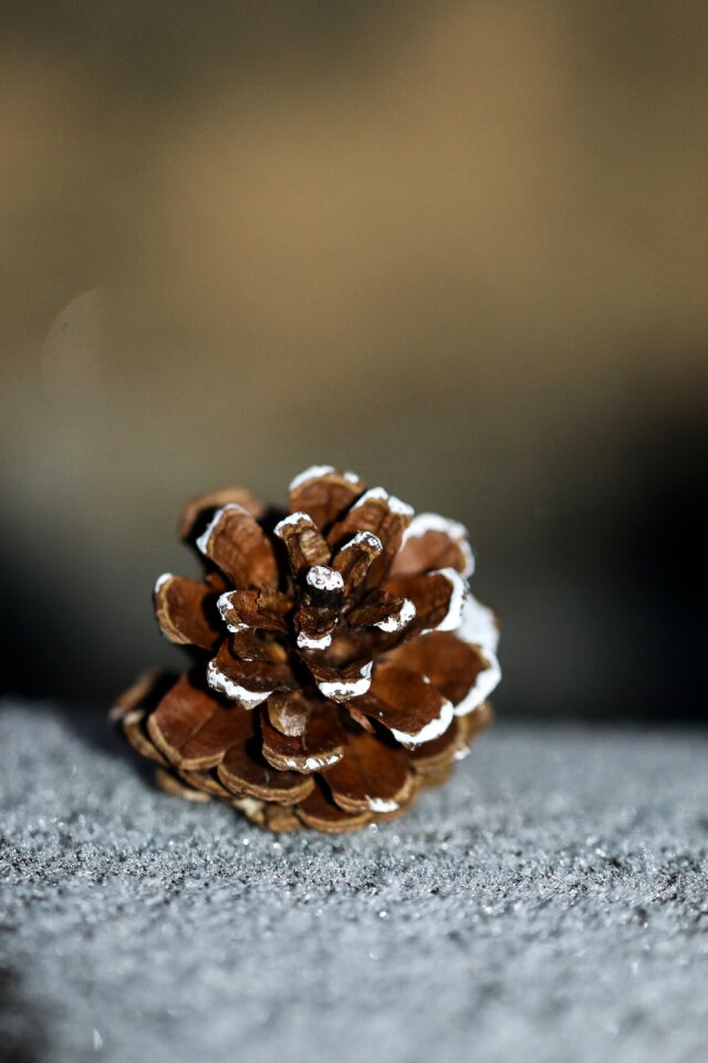 Nature winter brown snow