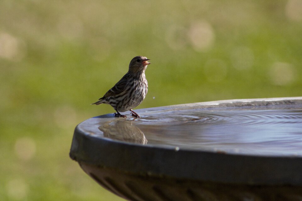 Animal outdoors pine siskin