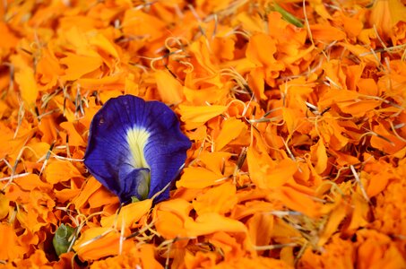 Nature colour decorative