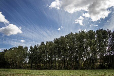 Landscape grass wood photo