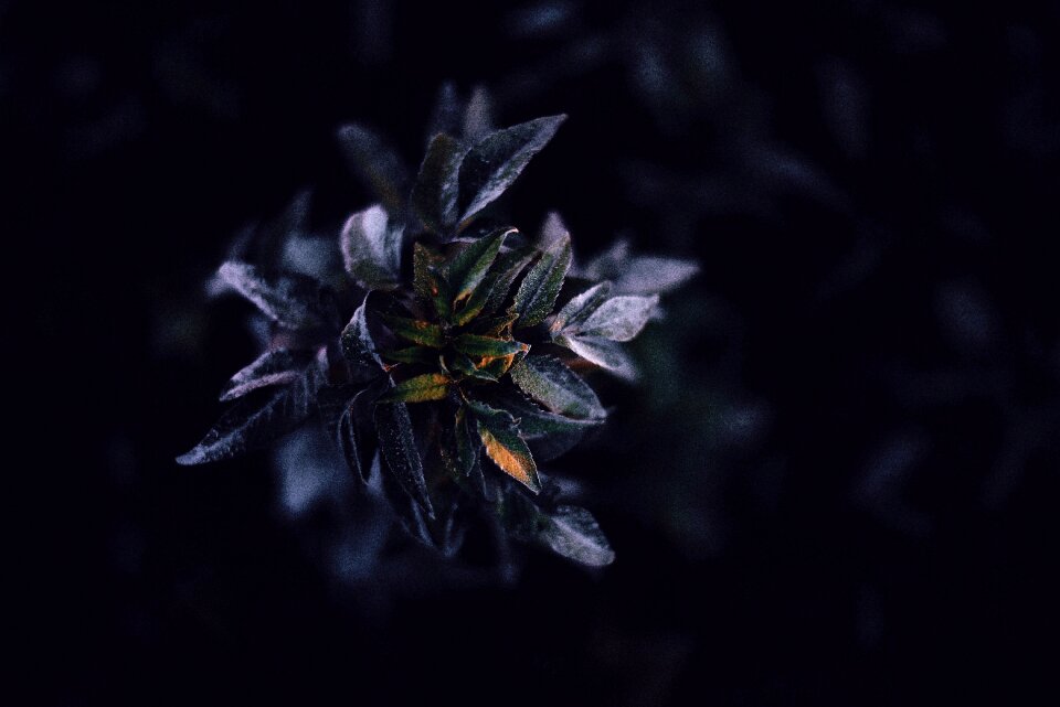 Leaves violet dark