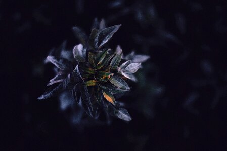 Leaves violet dark